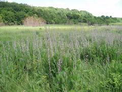 Centaurea chartolepis