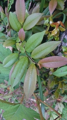 Pentaphylacaceae