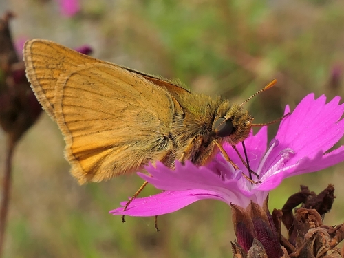 Large Skipper