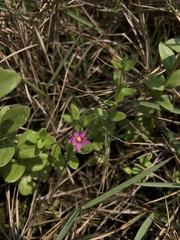 Centaurium japonicum