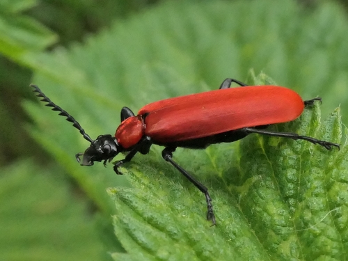 Black-headed Cardinal Beetle