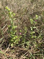 Centaurium japonicum