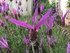 Lavandula