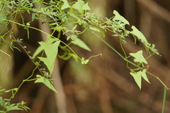Calystegia marginata