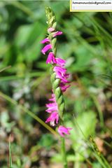 Spiranthes sinensis