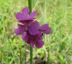 Dianthus andrzejowskianus