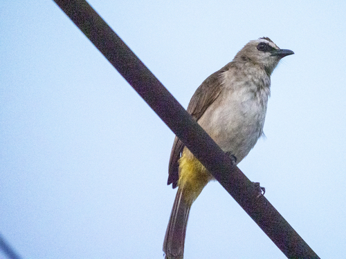 Yellow-vented Bulbul (Pycnonotus goiavier), photo 8