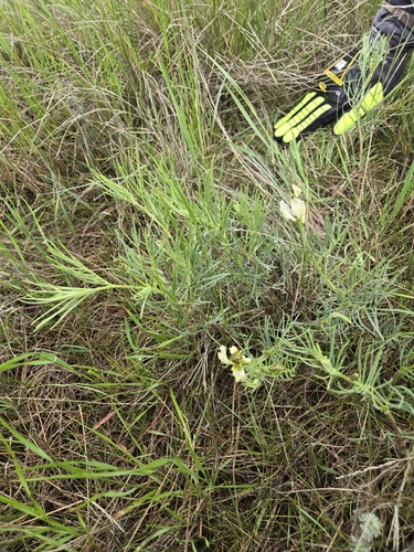 Narrowleaf Milkvetch