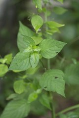 Justicia scandens