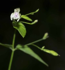 Justicia scandens