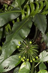 Scadoxus multiflorus katharinae