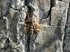 Ctenophora flaveolata