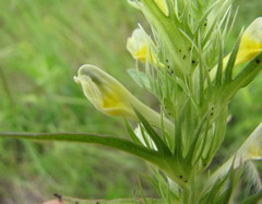 Melampyrum argyrocomum