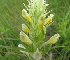 Melampyrum argyrocomum