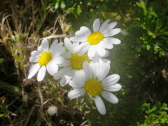 Argyranthemum hierrense