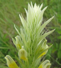 Melampyrum argyrocomum