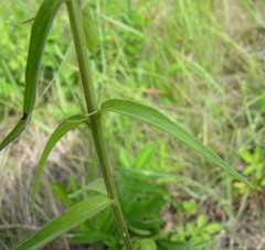 Melampyrum argyrocomum