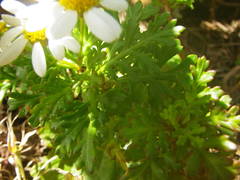 Argyranthemum hierrense