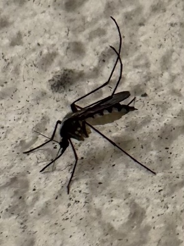 Aedes atlanticus photo 5