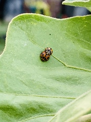Psyllobora vigintimaculata