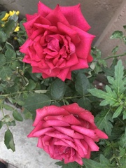 Rosa