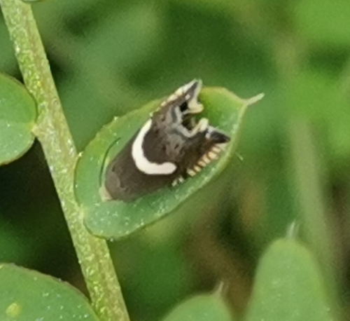 Crescent Piercer