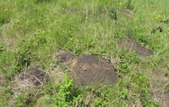 Spalax microphthalmus