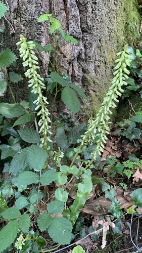 Wall Pennywort