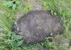 Spalax microphthalmus