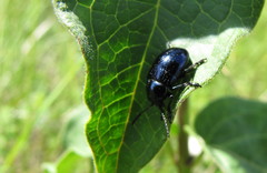 Chrysochus asclepiadeus