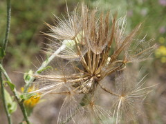 Tragopogon ucrainicus