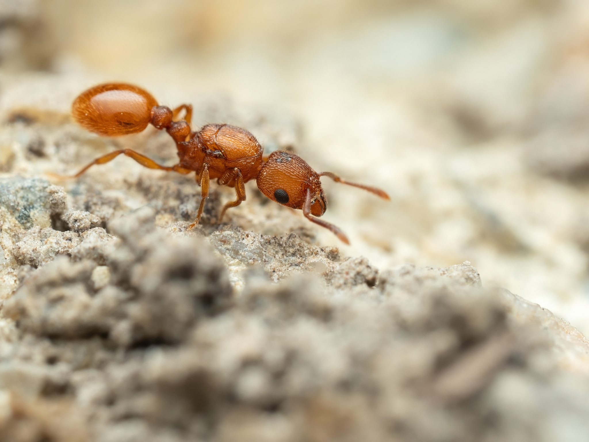 Tetramorium sinensis