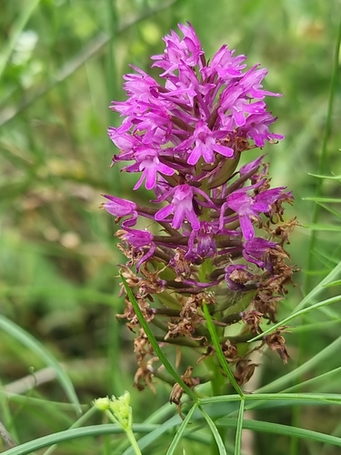 pyramidal orchid