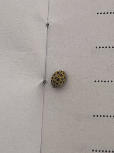 22-spot Ladybird