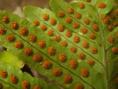 Polypodium macaronesicum image