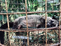 Paradoxurus philippinensis