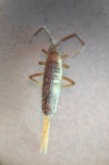 Entomobrya albocincta