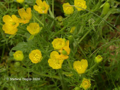 Ranunculus millefolius