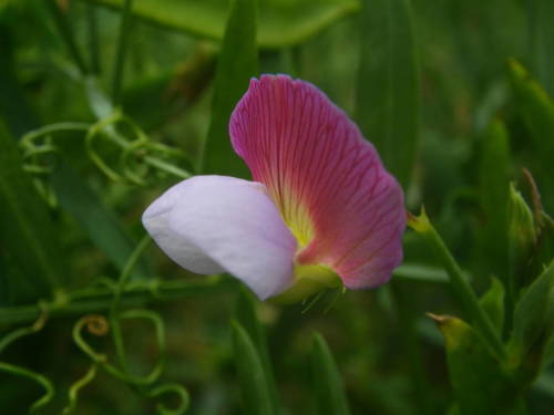 Lathyrus clymenum image