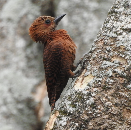 Rufous Woodpecker (Micropternus brachyurus), photo 10