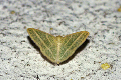 Microloxia ruficornis