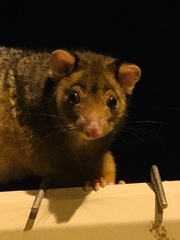 Trichosurus vulpecula