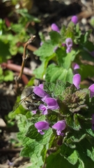 Anthophora plumipes