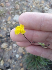 Goodenia dimorpha