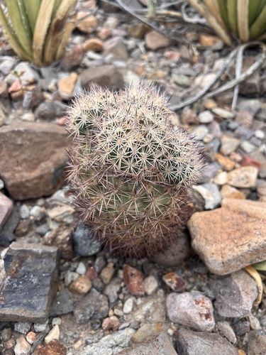 Warnock's Cactus
