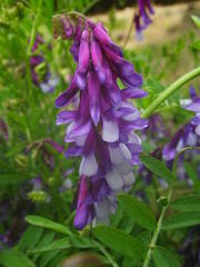 Vicia villosa image