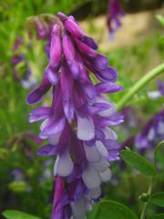 Vicia villosa image