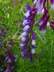 Vicia villosa image