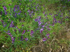 Vicia villosa image