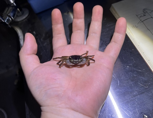 Tioman crab